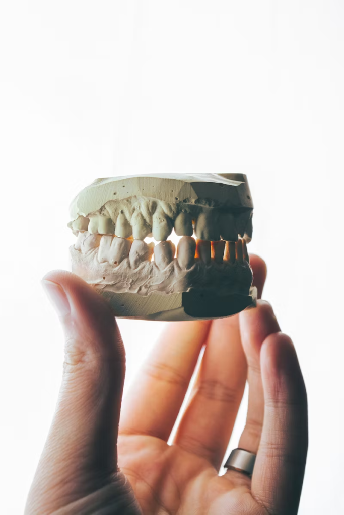 An image of a person holding a structure of the teeth