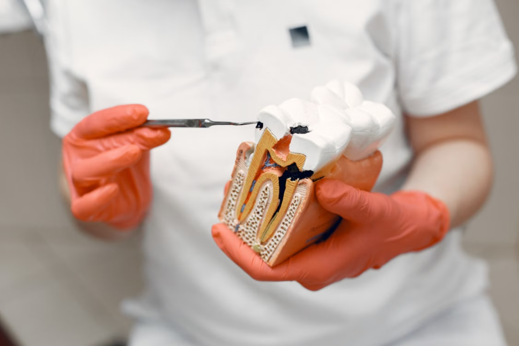 a cross-section tooth model showing the root canal and pulp